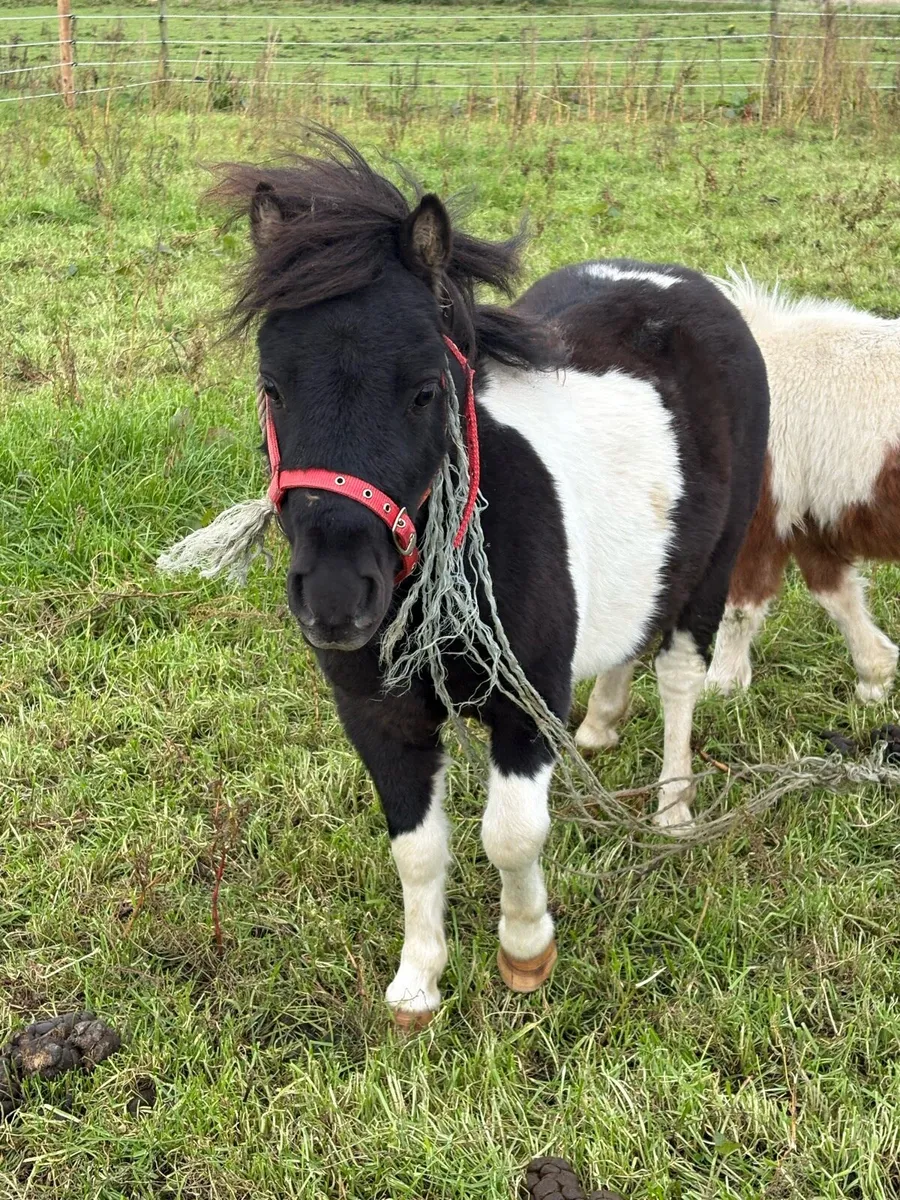 Shetland colts - Image 4