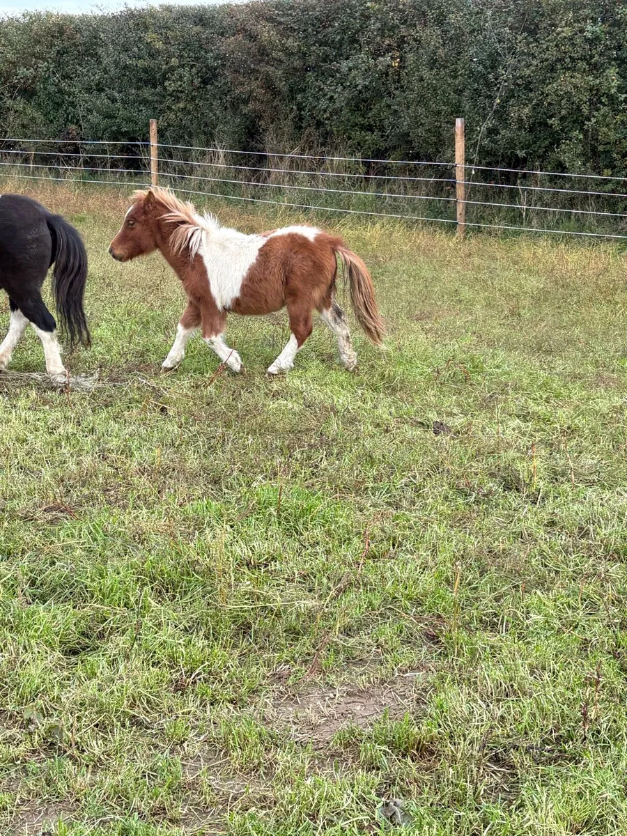 Shetland colts - Image 1
