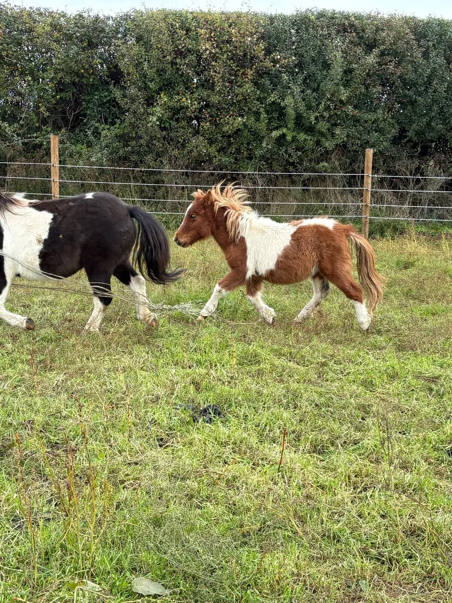Shetland colts - Image 2