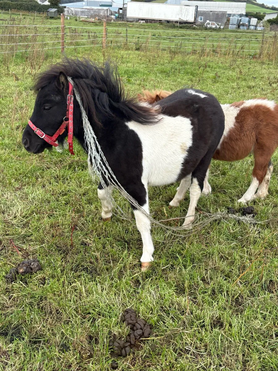 Shetland colts - Image 3