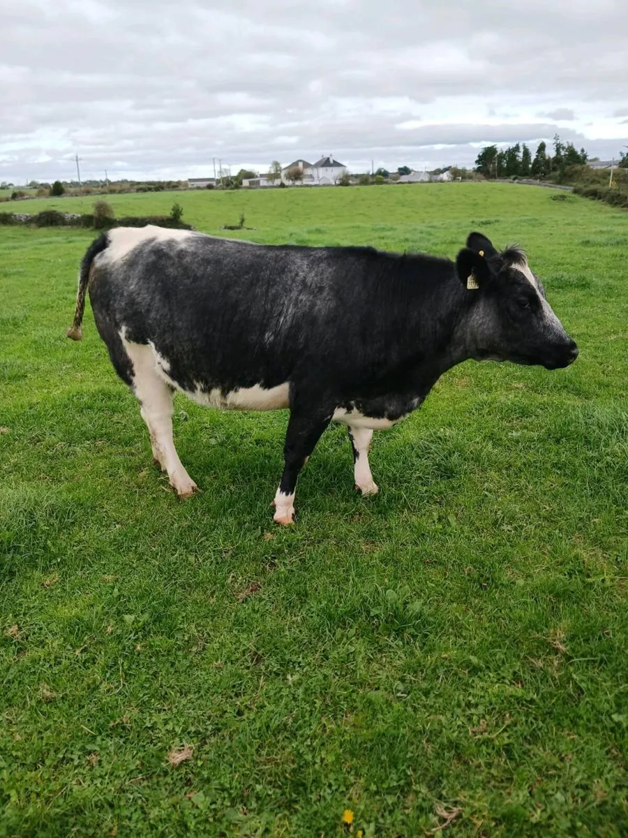 BB Springer - Image 1