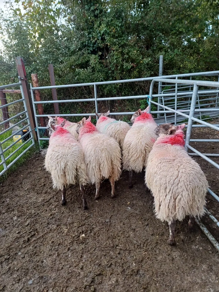 Ewe lambs - Image 3