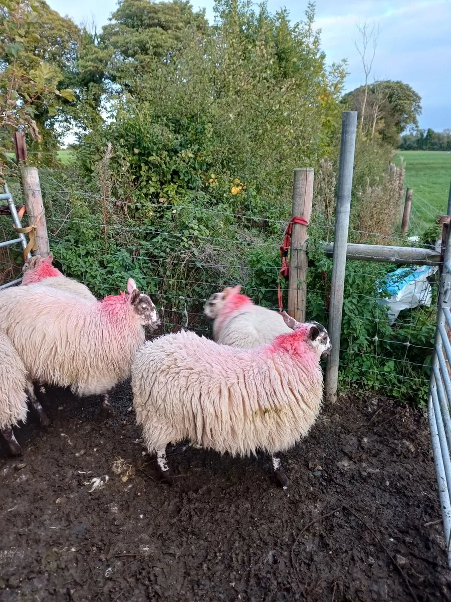 Ewe lambs - Image 4