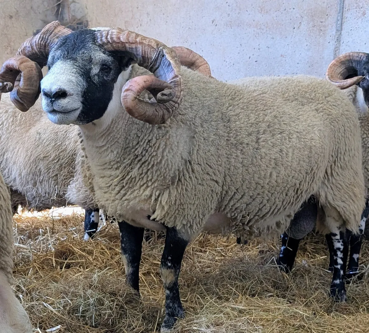 Lanark hogget ram SIS - Image 1