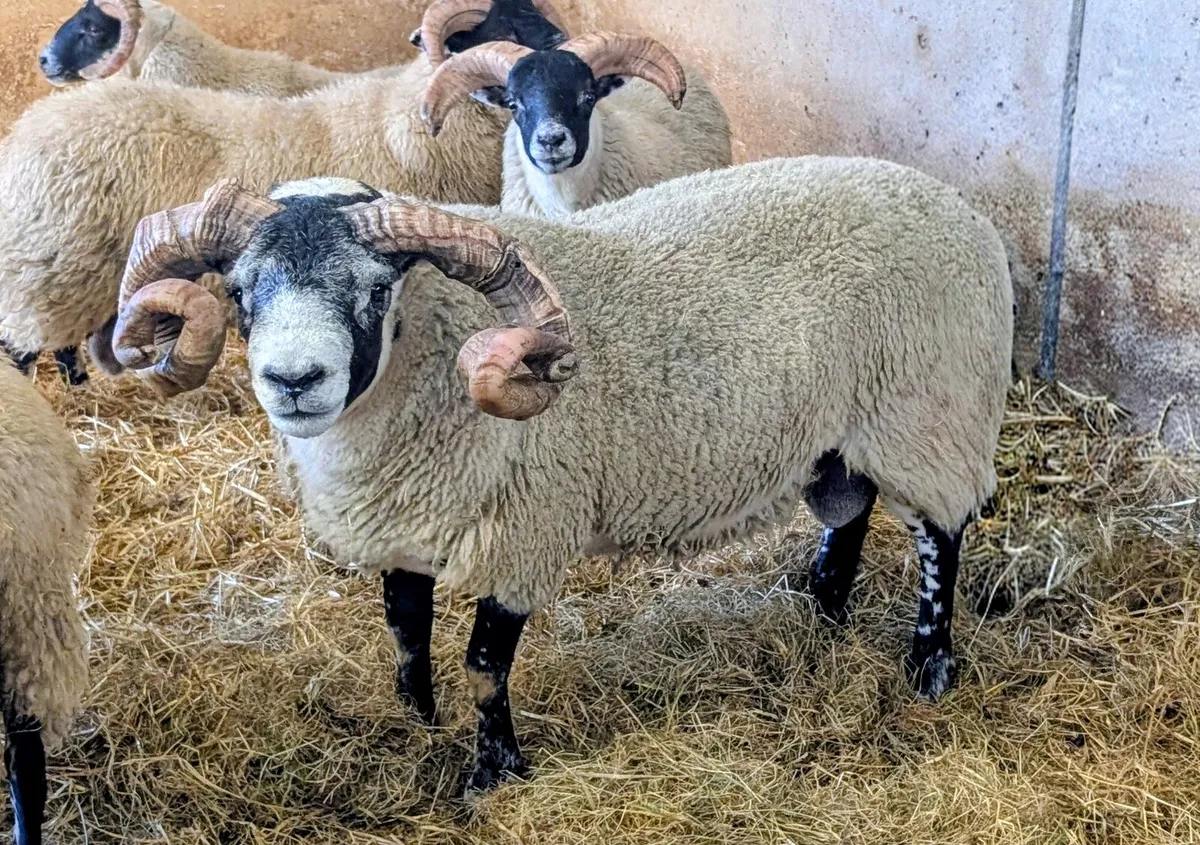 Lanark hogget ram SIS - Image 2