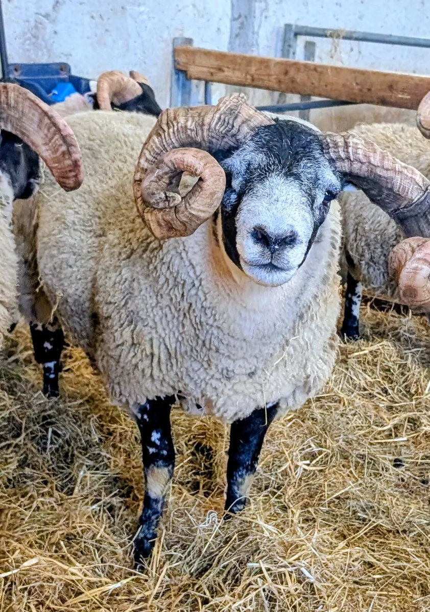 Lanark hogget ram SIS - Image 3