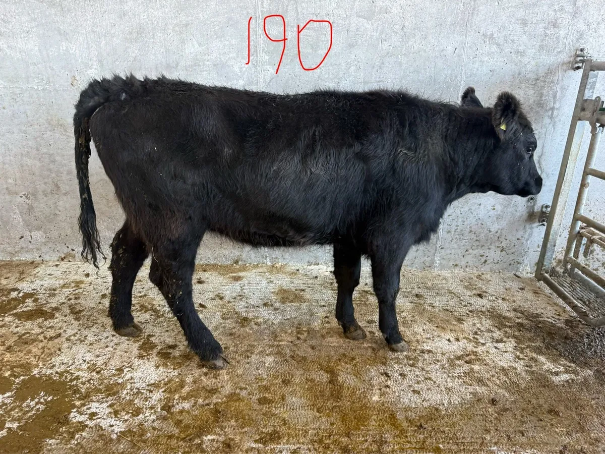 Angus heifers PBR - Image 2