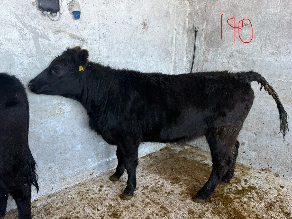 Angus heifers PBR - Image 1