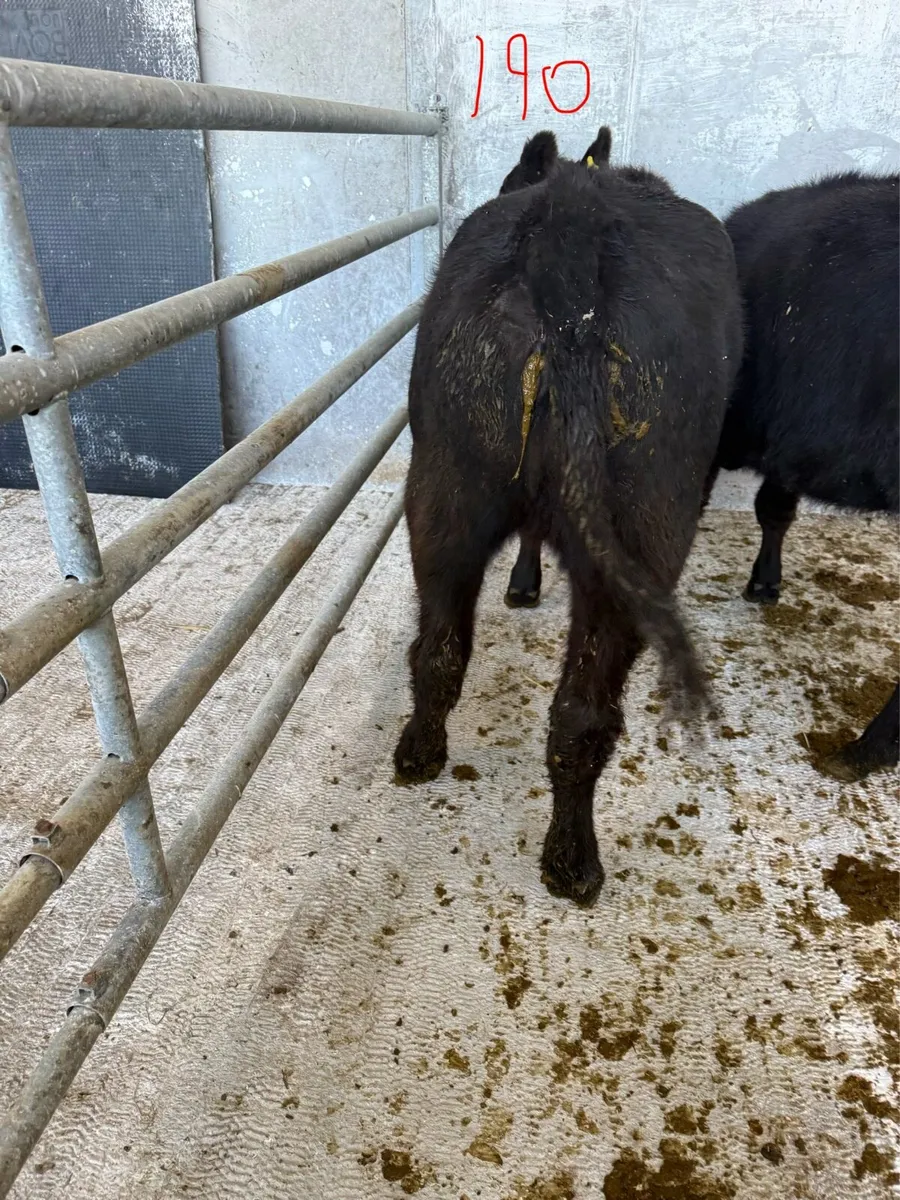Angus heifers PBR - Image 3