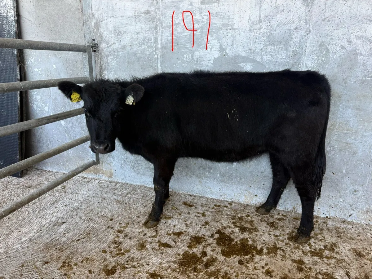 Angus heifers PBR - Image 4