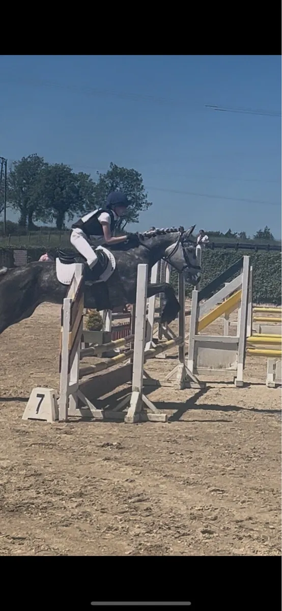 ‼️✨Supper pony for sale ✨‼️ - Image 2