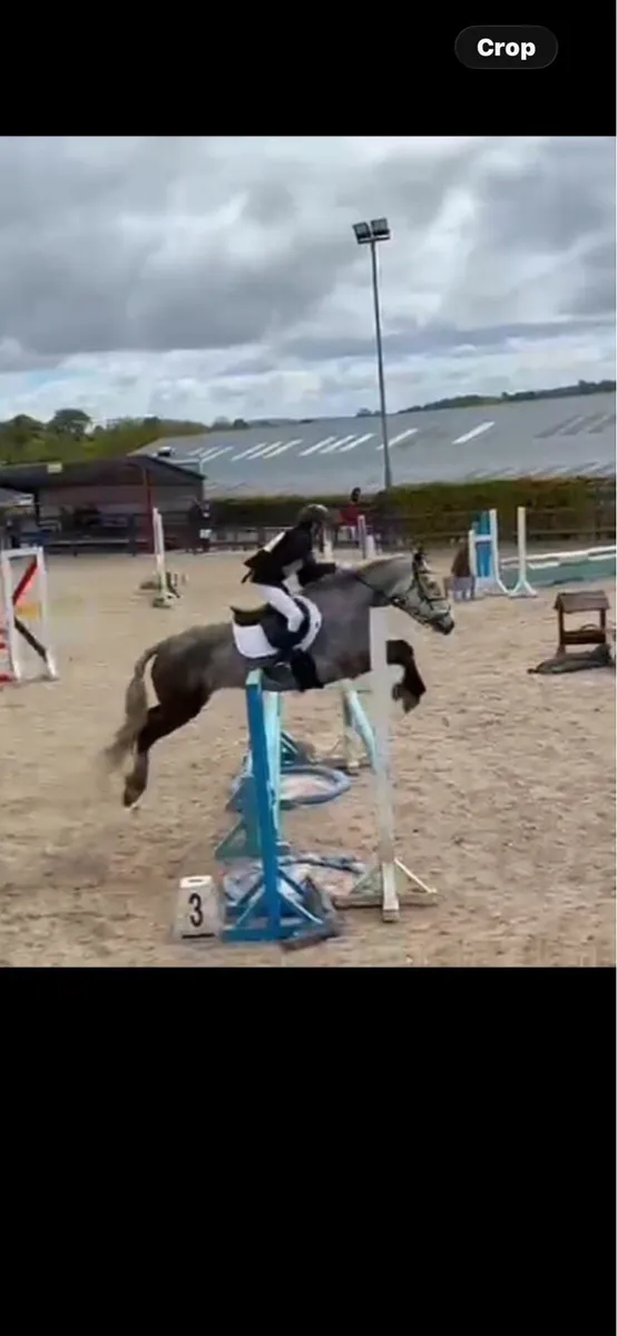 ‼️✨Supper pony for sale ✨‼️ - Image 1