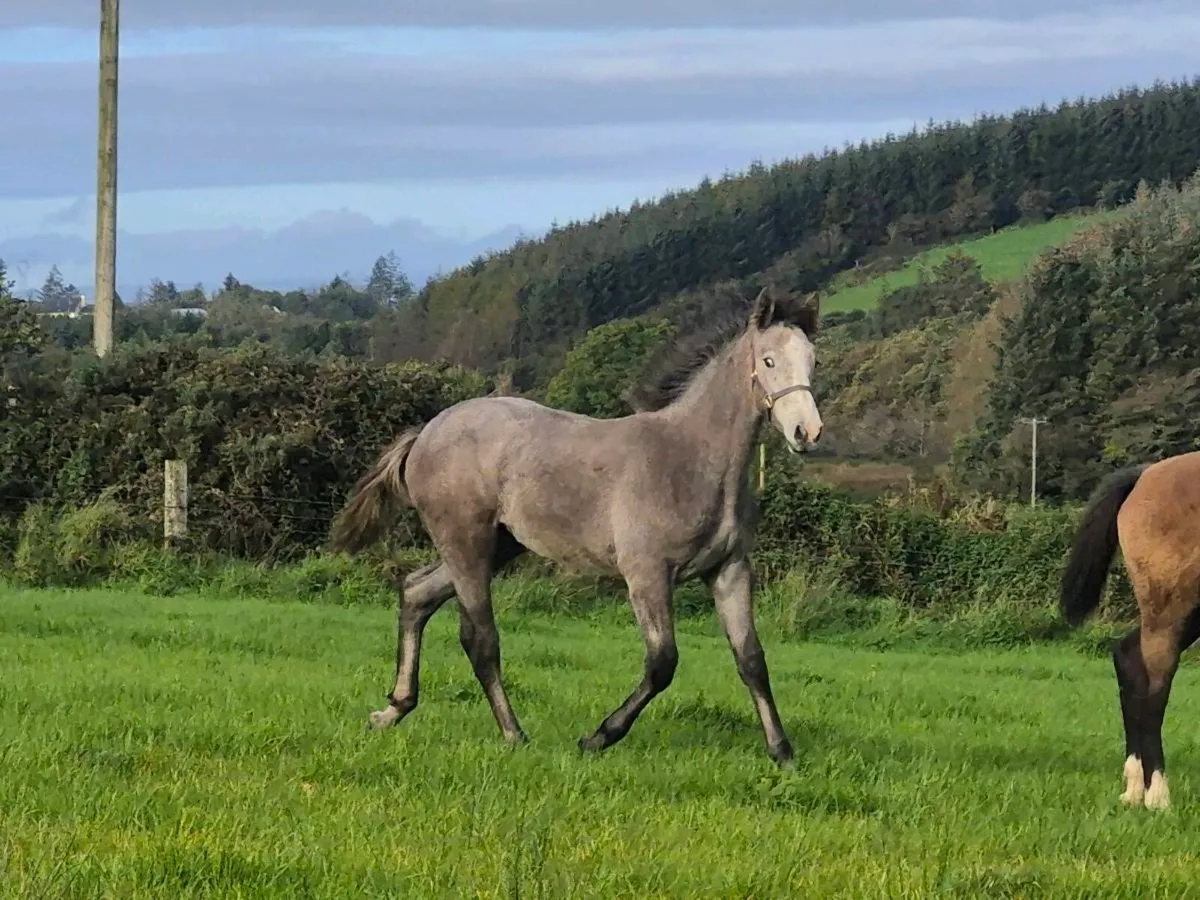 Filly - Image 1