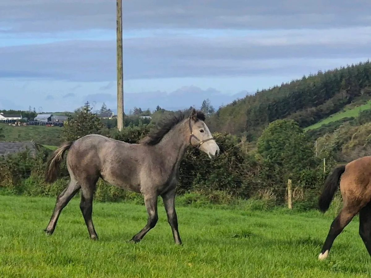 Filly - Image 2