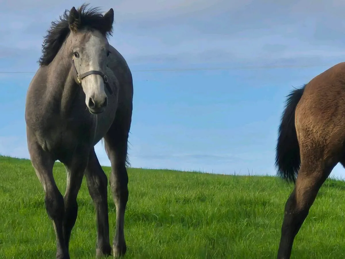 Filly - Image 3