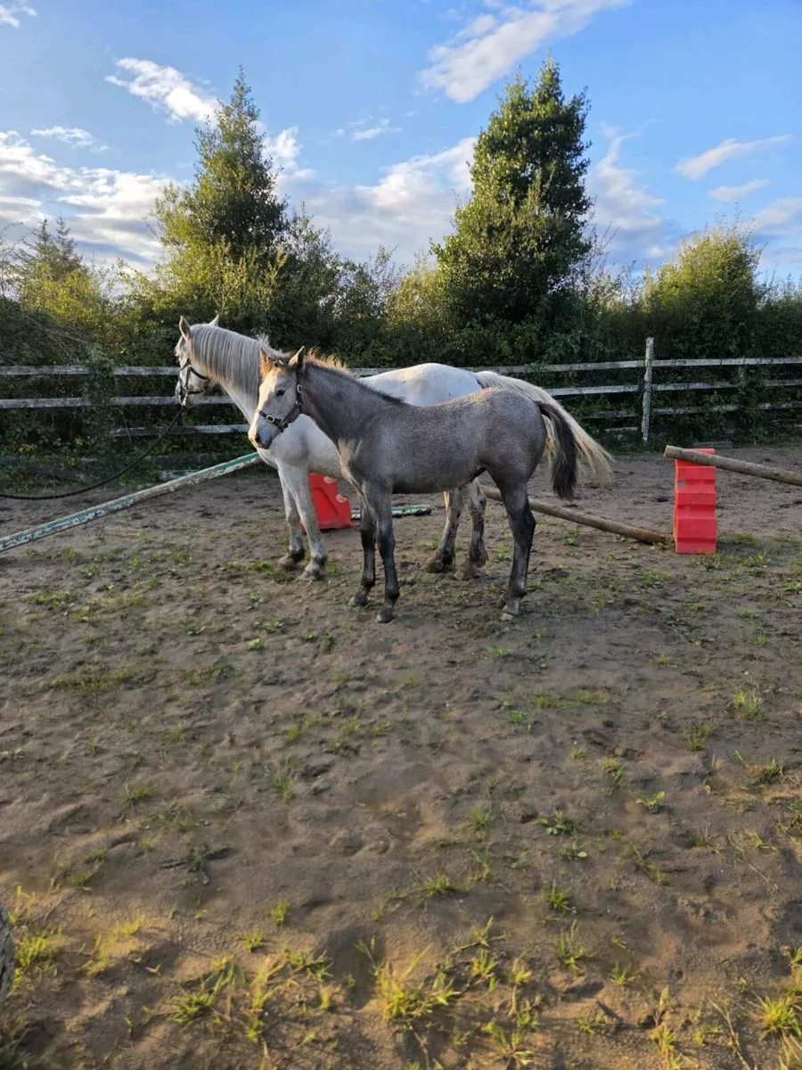 Filly - Image 4