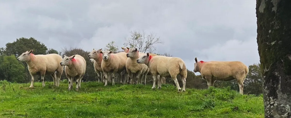 Sheep - Image 2