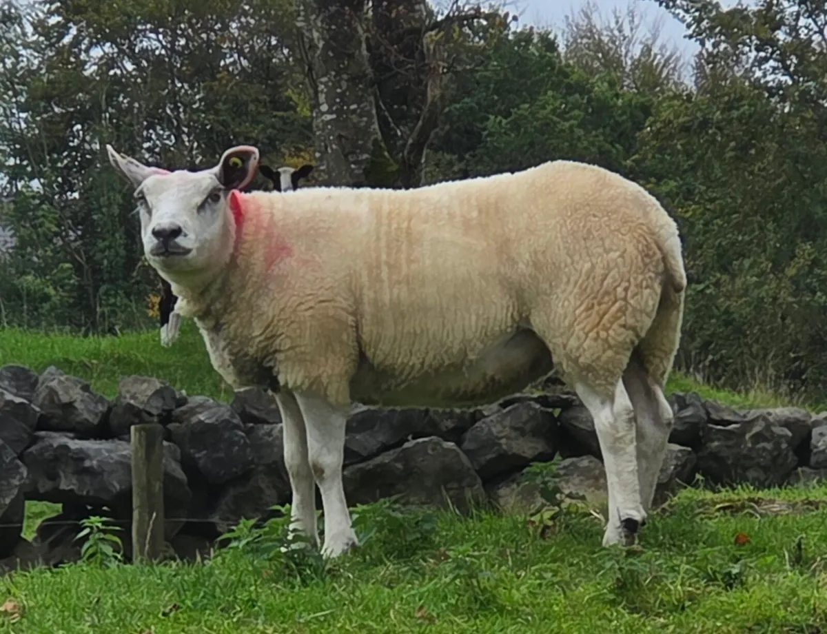 Sheep - Image 3