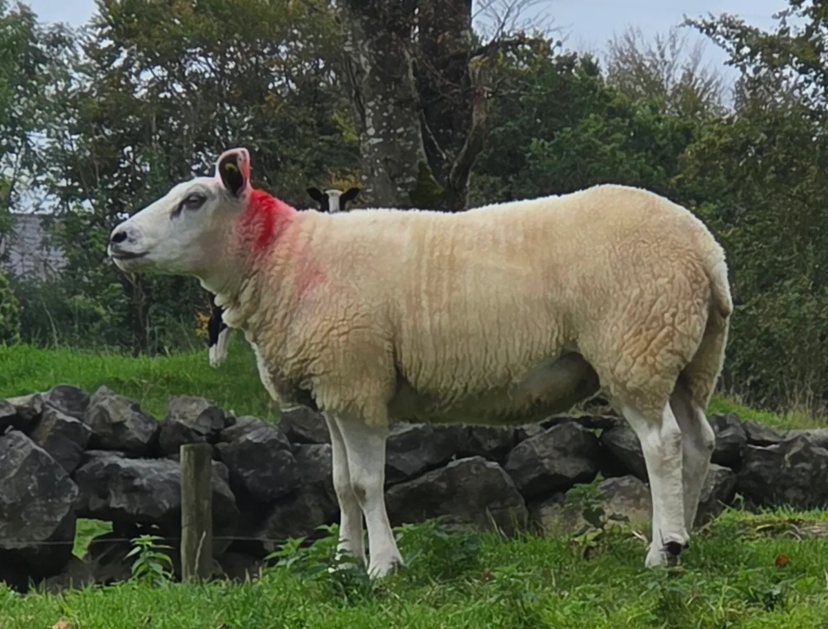 Sheep - Image 4