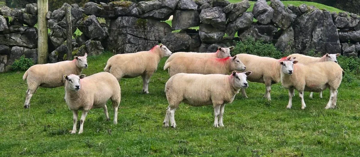 Sheep - Image 1