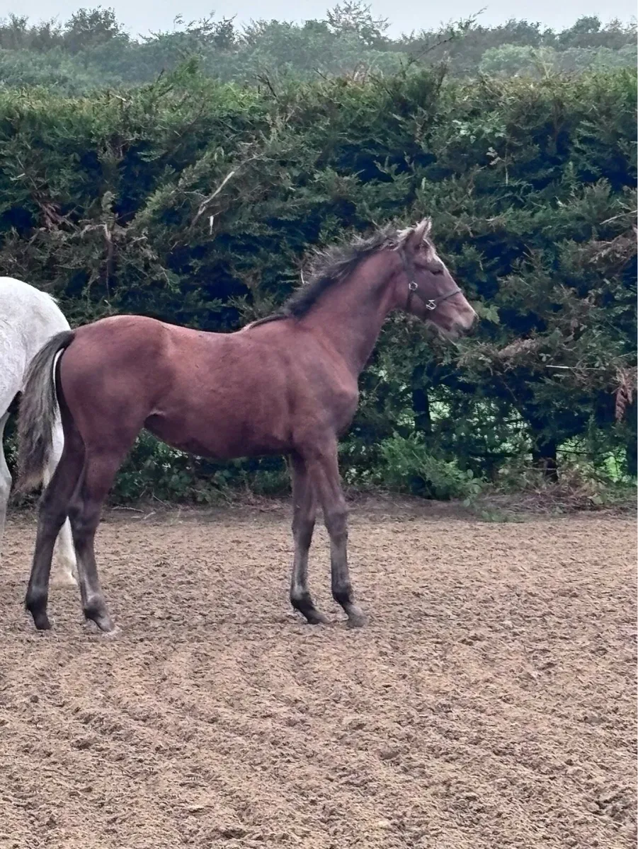 Sligo Candy Boy Filly Foal - Image 1