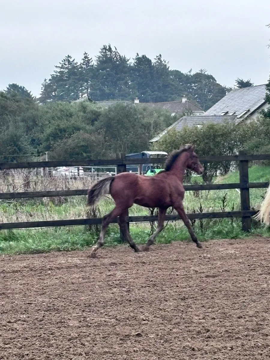 Sligo Candy Boy Filly Foal - Image 3