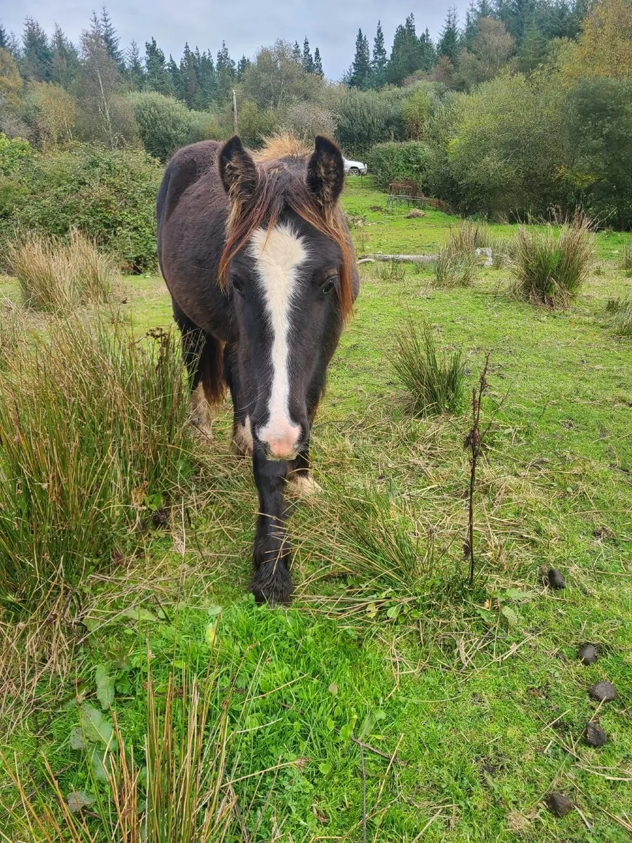 Pony - Image 2
