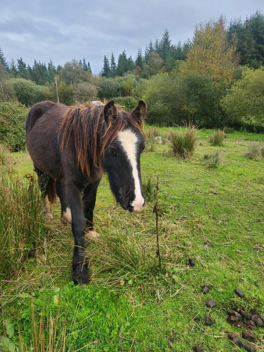 Pony - Image 1