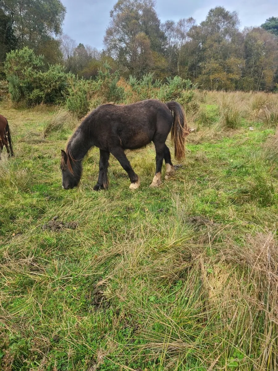 Pony - Image 3