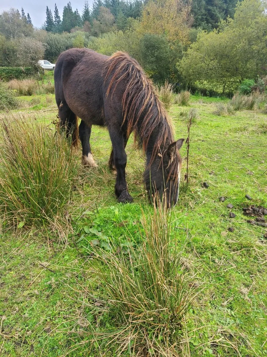 Pony - Image 4
