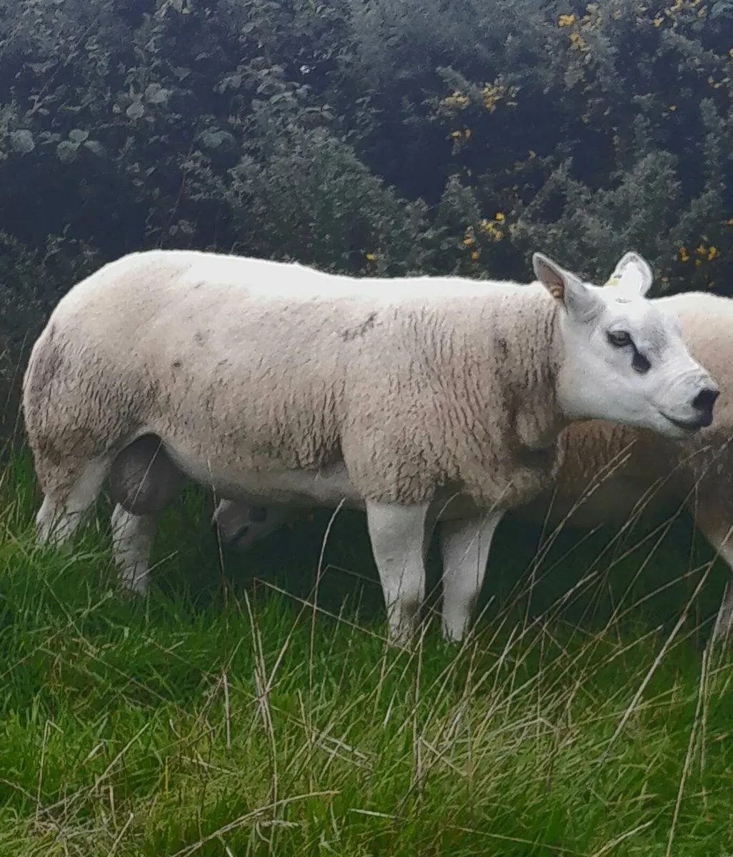 Texel Hogget Ram - Image 1