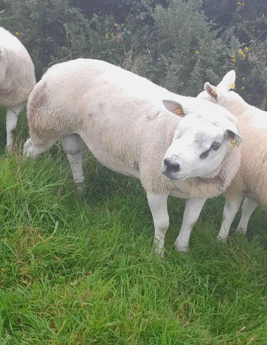Texel Hogget Ram - Image 2