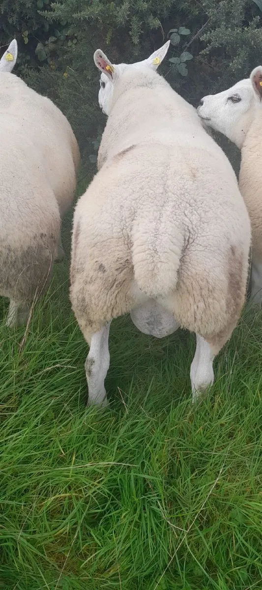 Texel Hogget Ram - Image 3