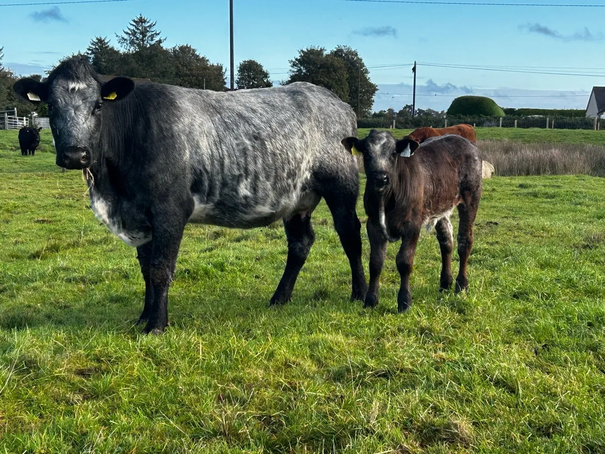 Blue Grey First Calver & Limousin Bull Calf - Image 3