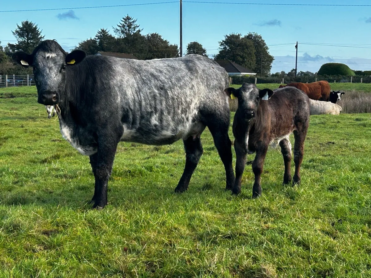 Blue Grey First Calver & Limousin Bull Calf - Image 4