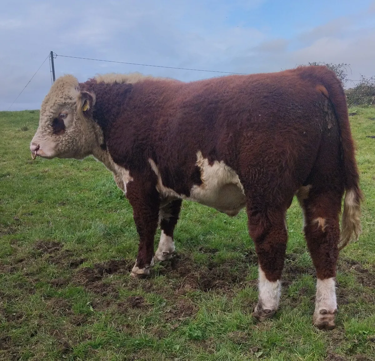 5 Star Pedigree Hereford Bulls - Image 4