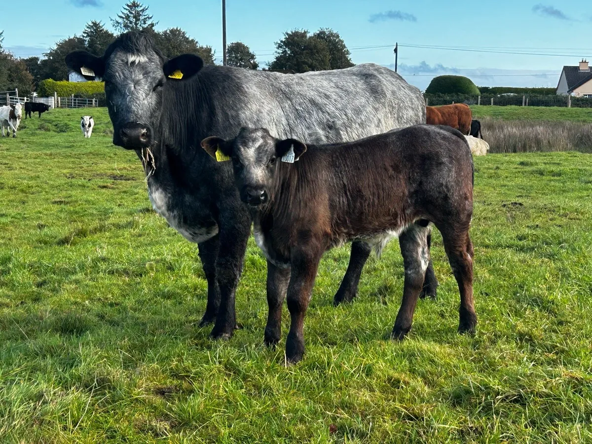 Blue Grey First Calver & Limousin Bull Calf - Image 1