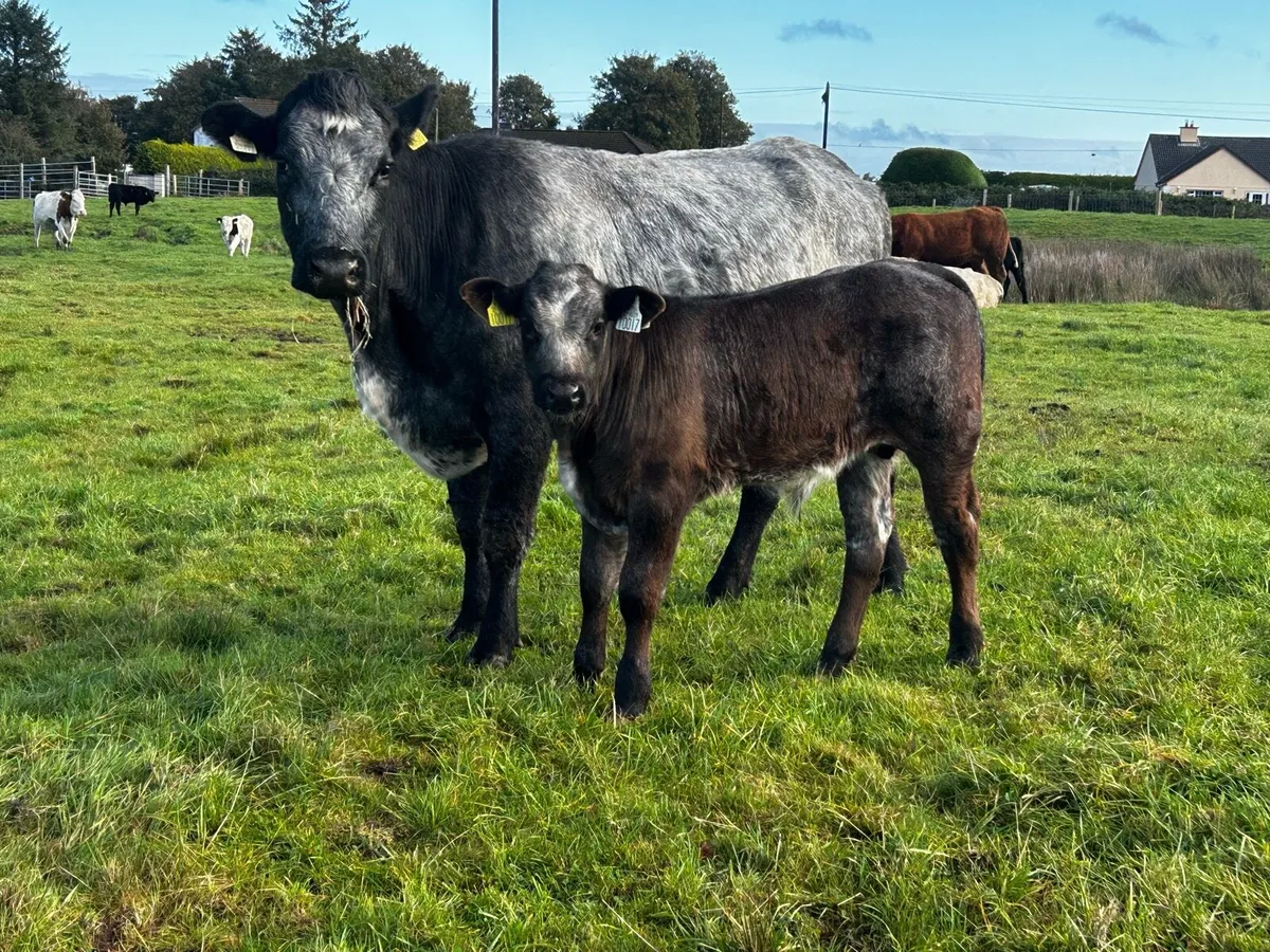 Blue Grey First Calver & Limousin Bull Calf - Image 2