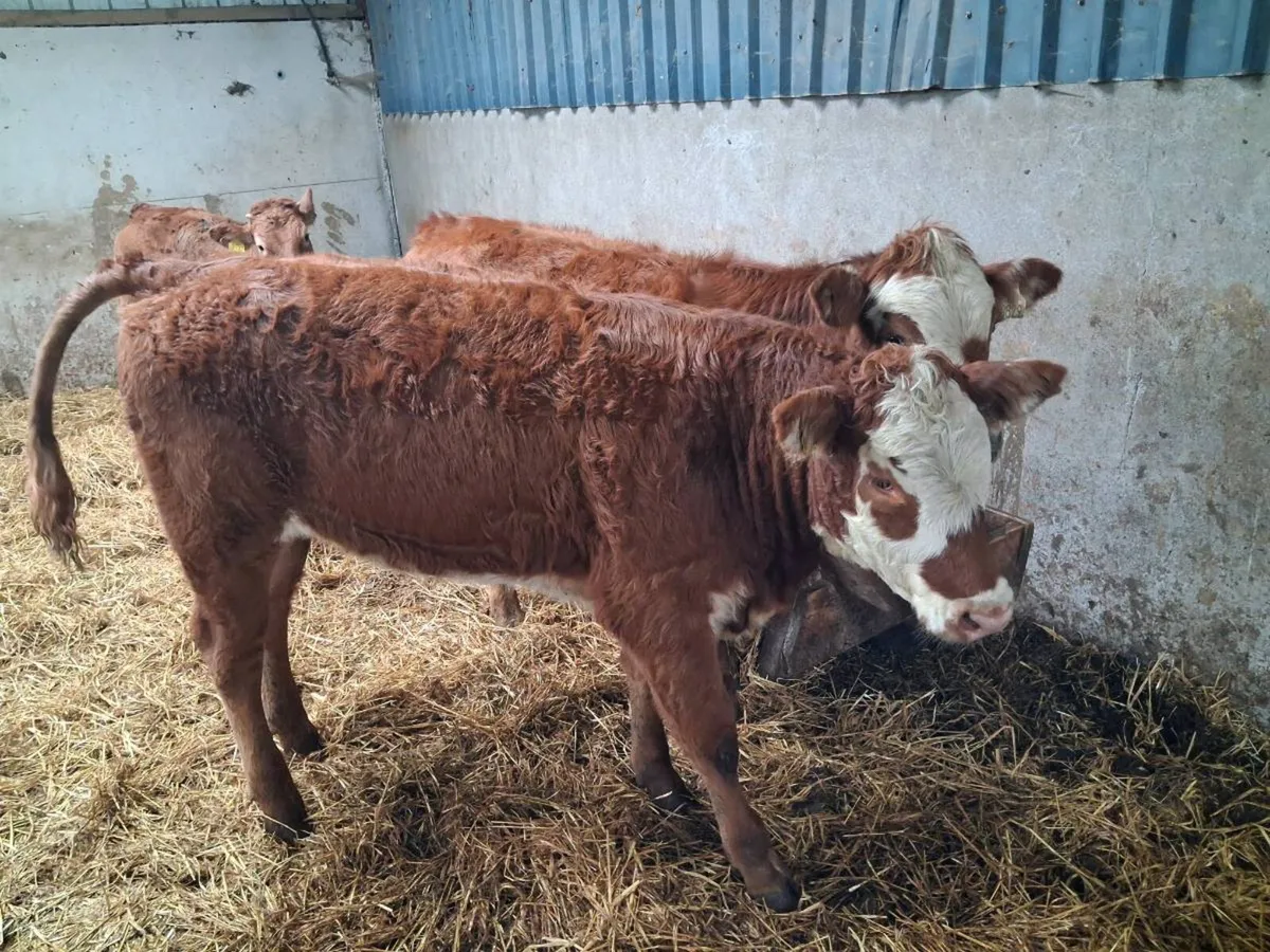 3 SUPER BREEDING HEIFERS - Image 1