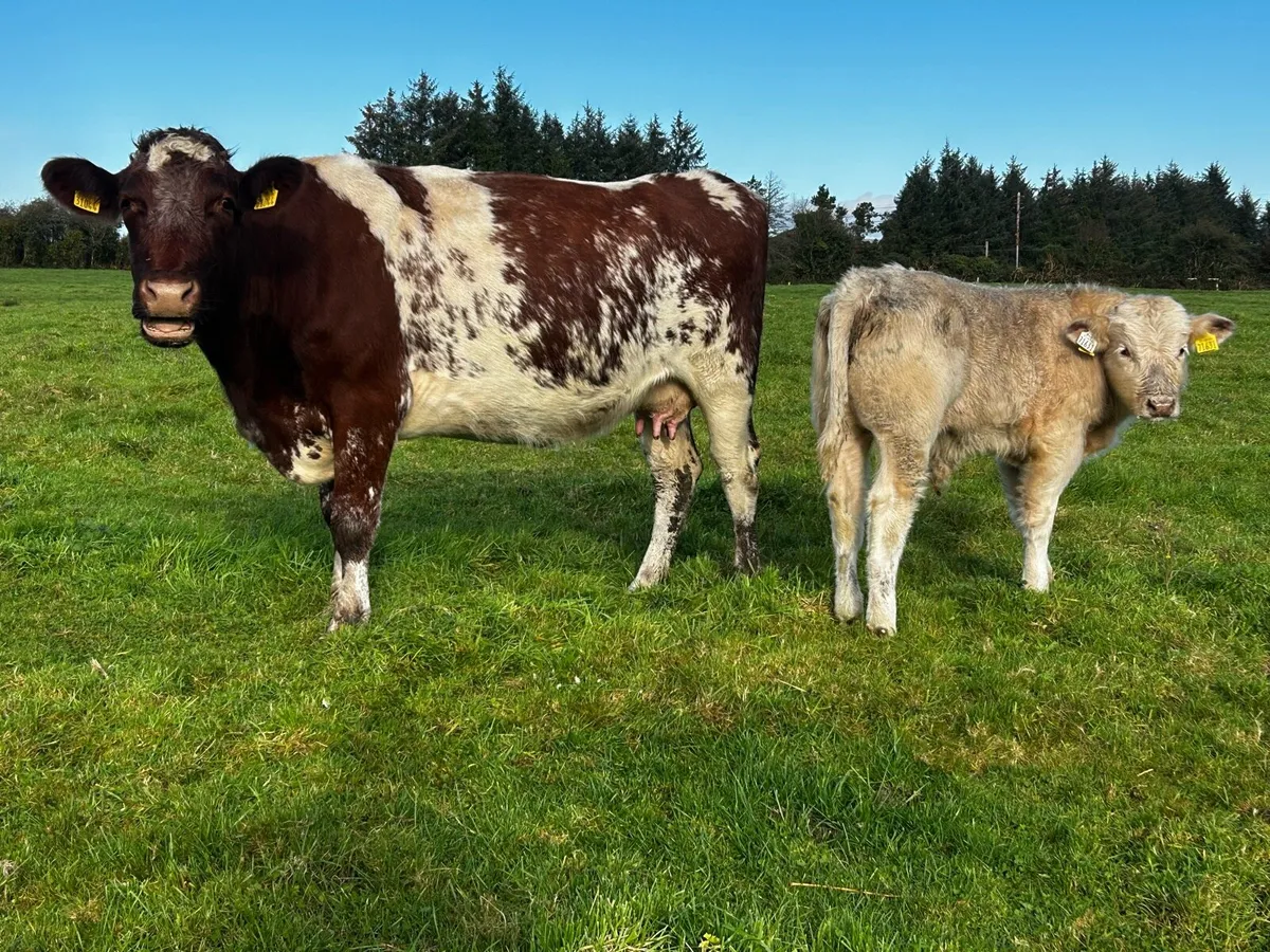 5 Star Shorthorn Cow & Charolais Bull Calf At Foot - Image 4