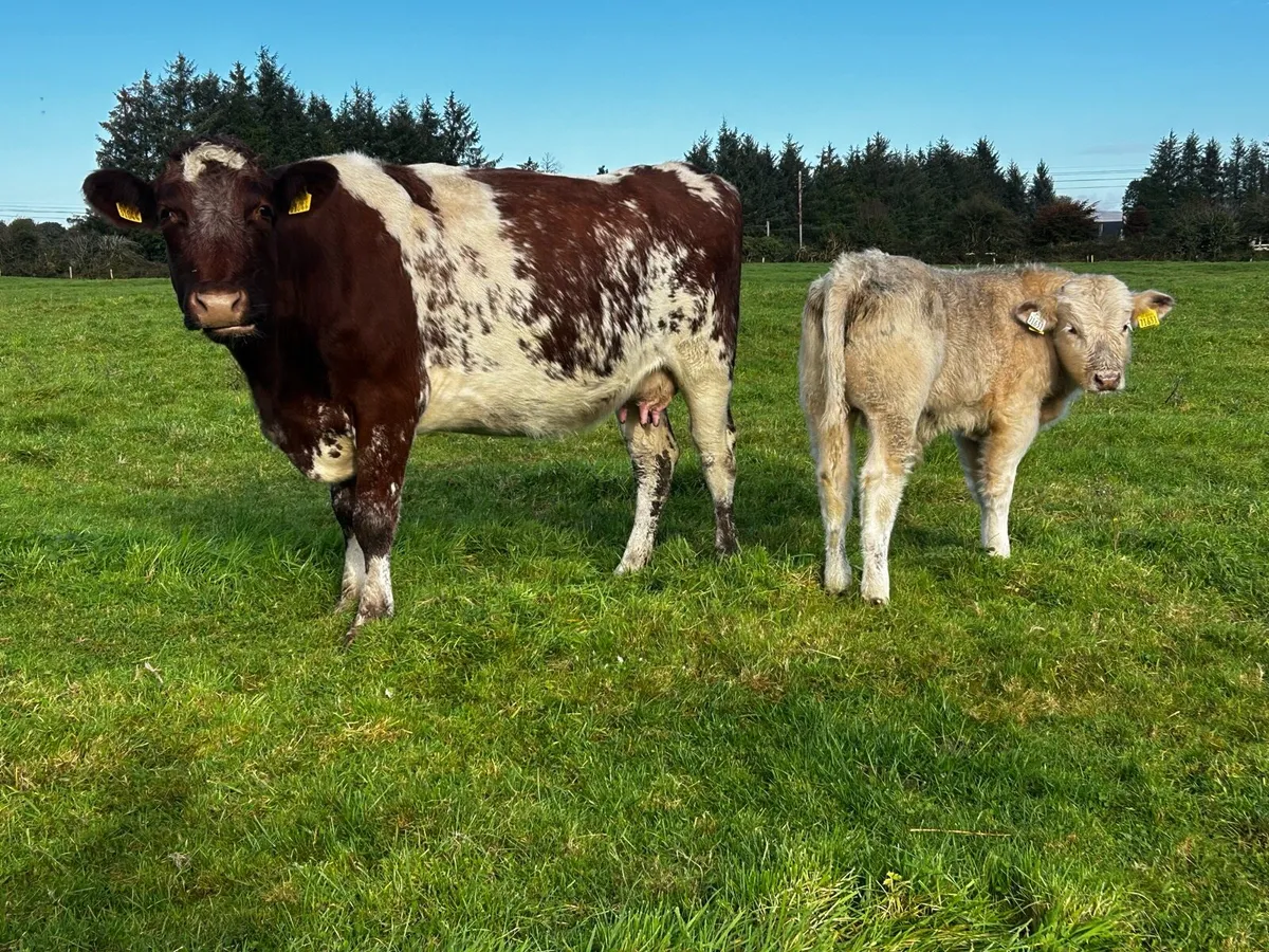 5 Star Shorthorn Cow & Charolais Bull Calf At Foot - Image 1