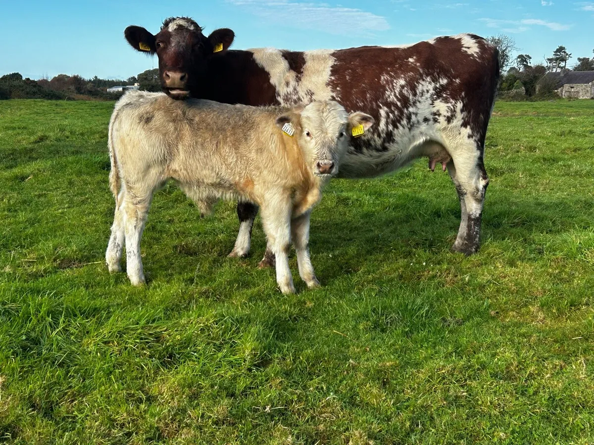 5 Star Shorthorn Cow & Charolais Bull Calf At Foot - Image 2