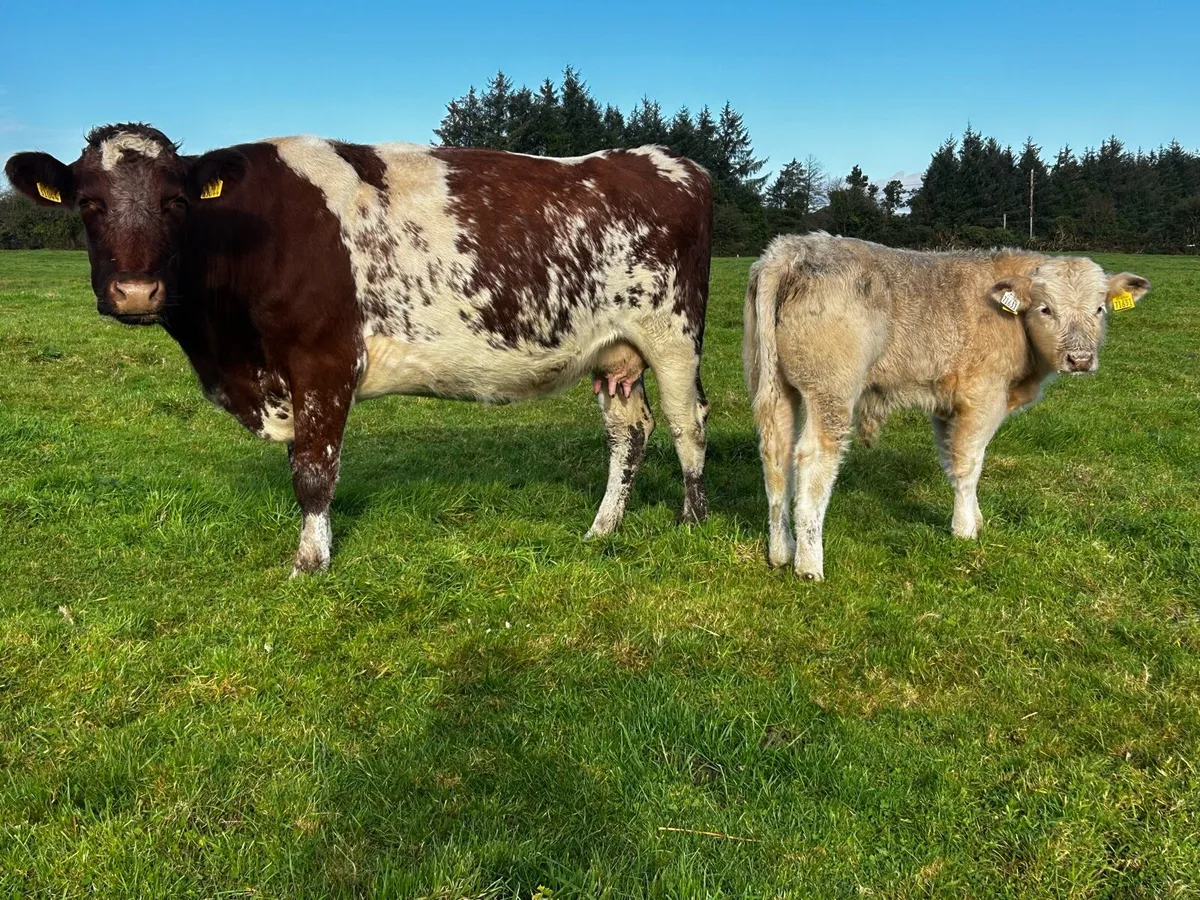 5 Star Shorthorn Cow & Charolais Bull Calf At Foot - Image 3
