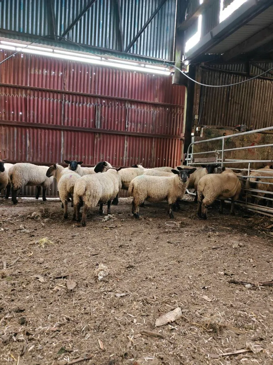 Lambs - Image 3