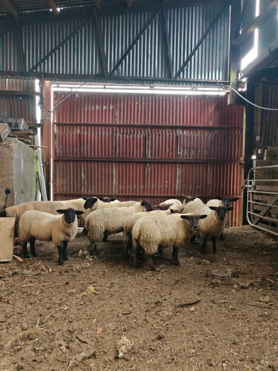 Lambs - Image 1
