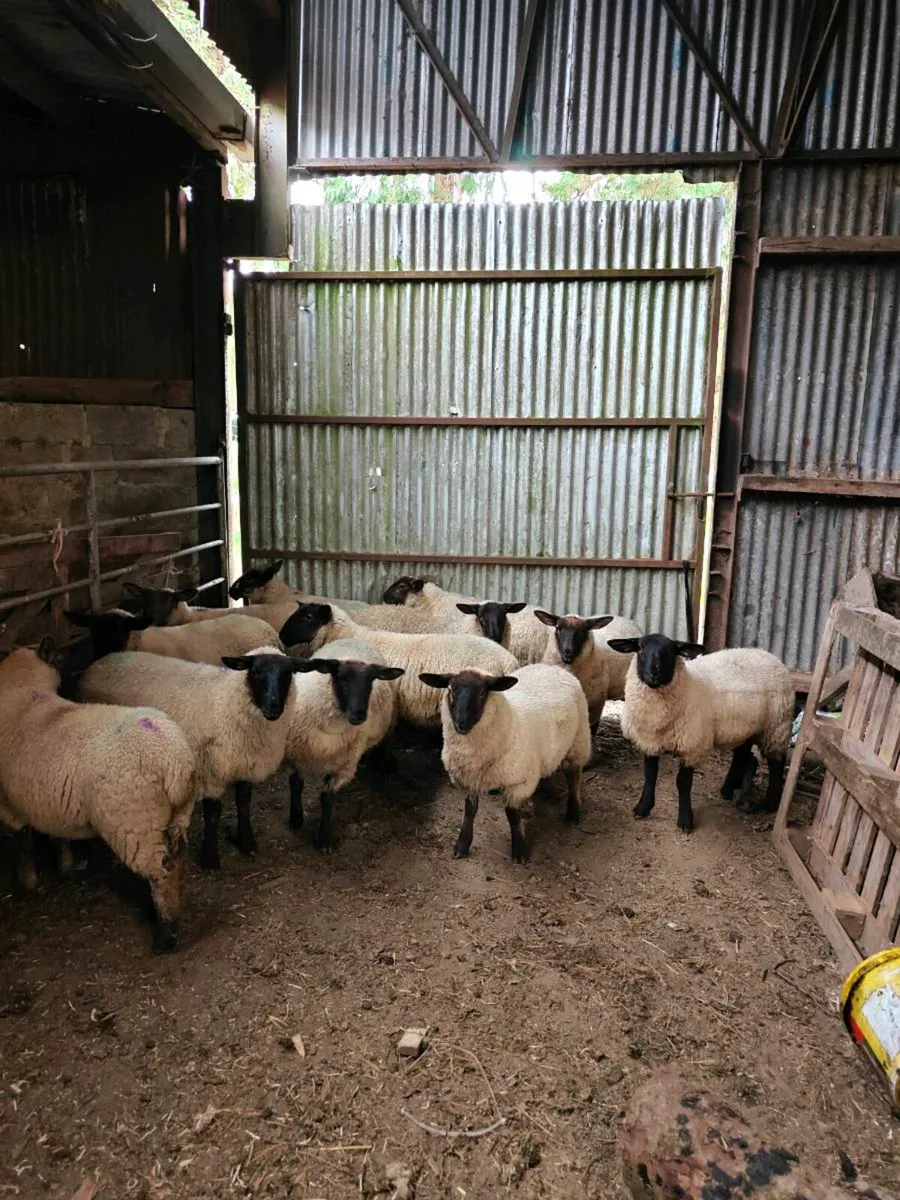 Lambs - Image 2
