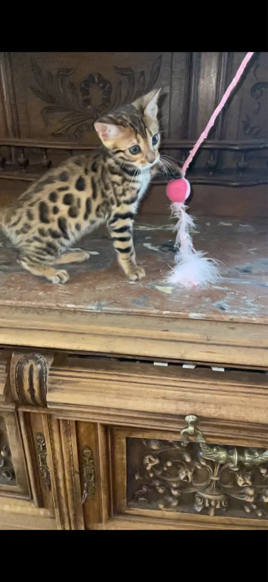 Bengal kittens - Image 2