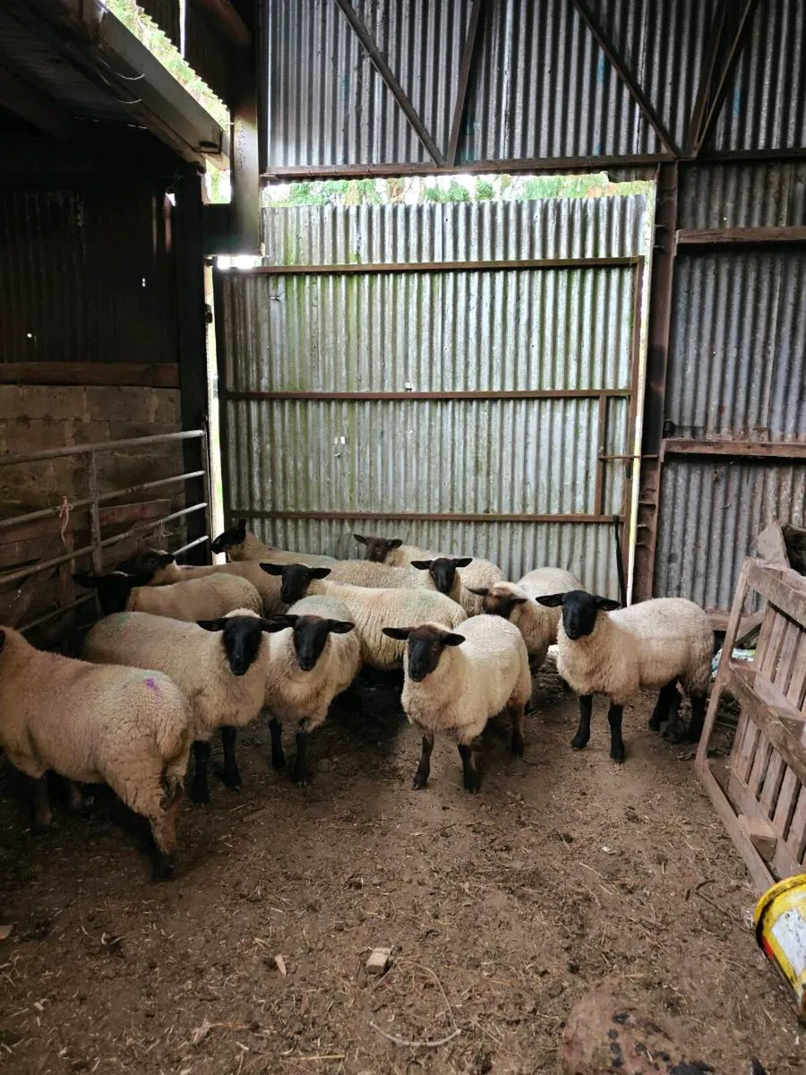 Lambs - Image 4
