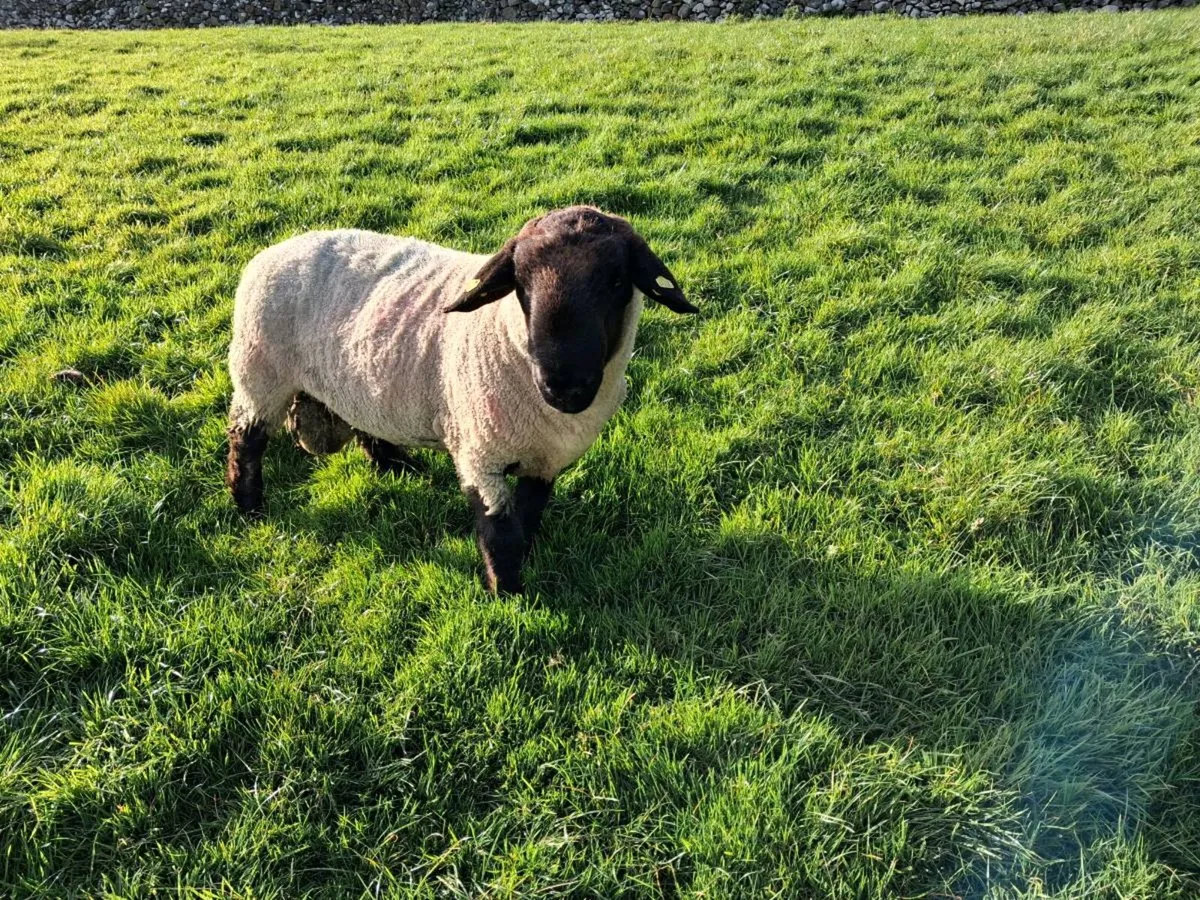 Suffolk Ram - Image 2