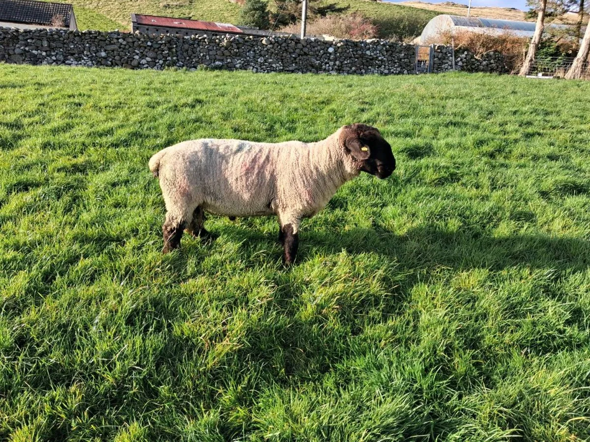 Suffolk Ram - Image 1